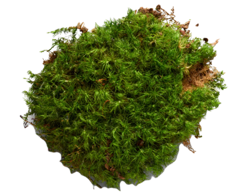 A small cluster of Mood moss