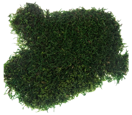 A small cluster of Sheet moss