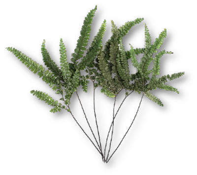 A green Felci fern leaf