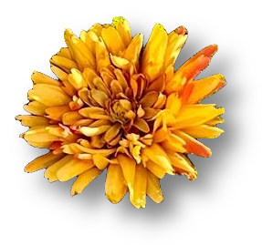 A bright orange-yellow flower