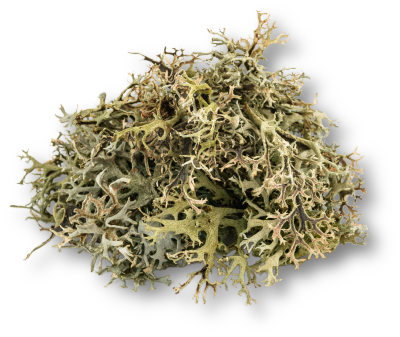 A cluster of lichen